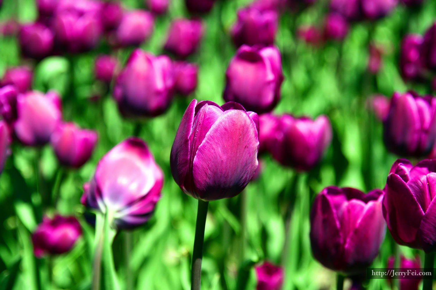 Tulips
