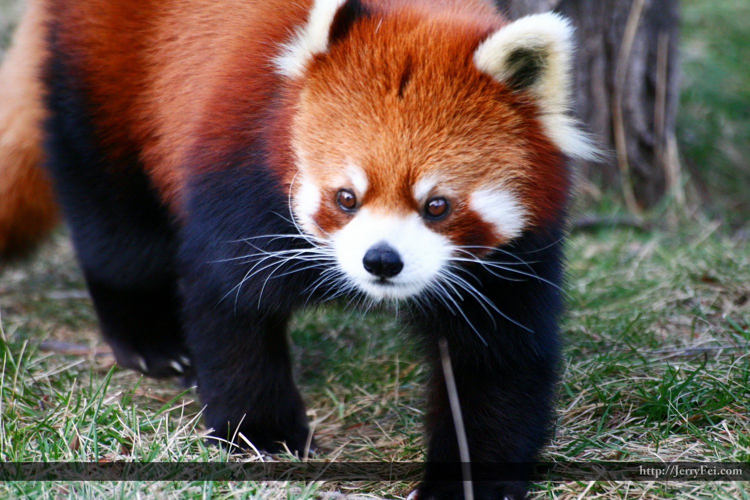 The Red Panda, also called the Firefox or Lesser Panda
