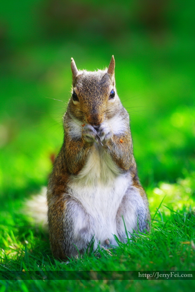 Squirrel