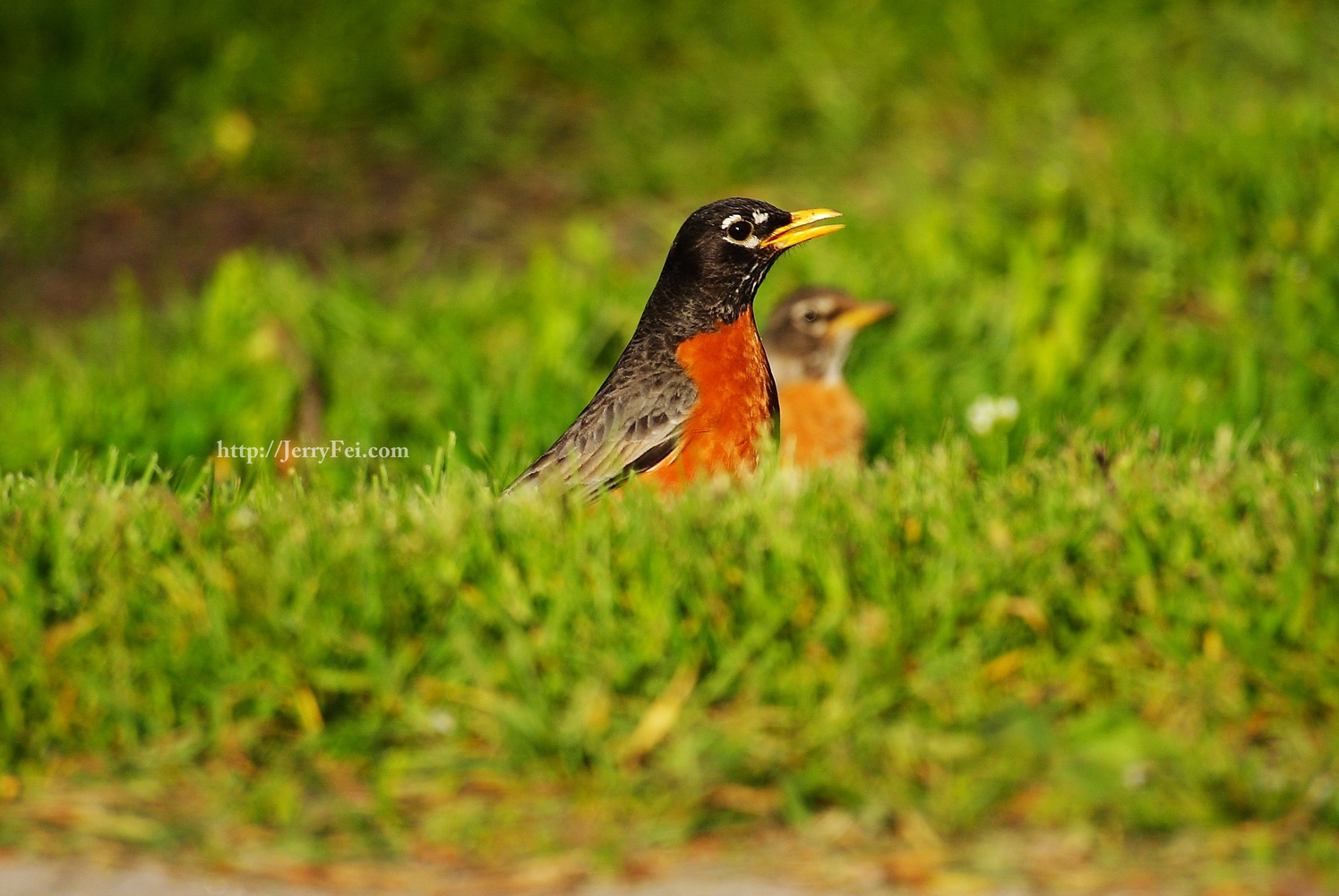 Red Robin