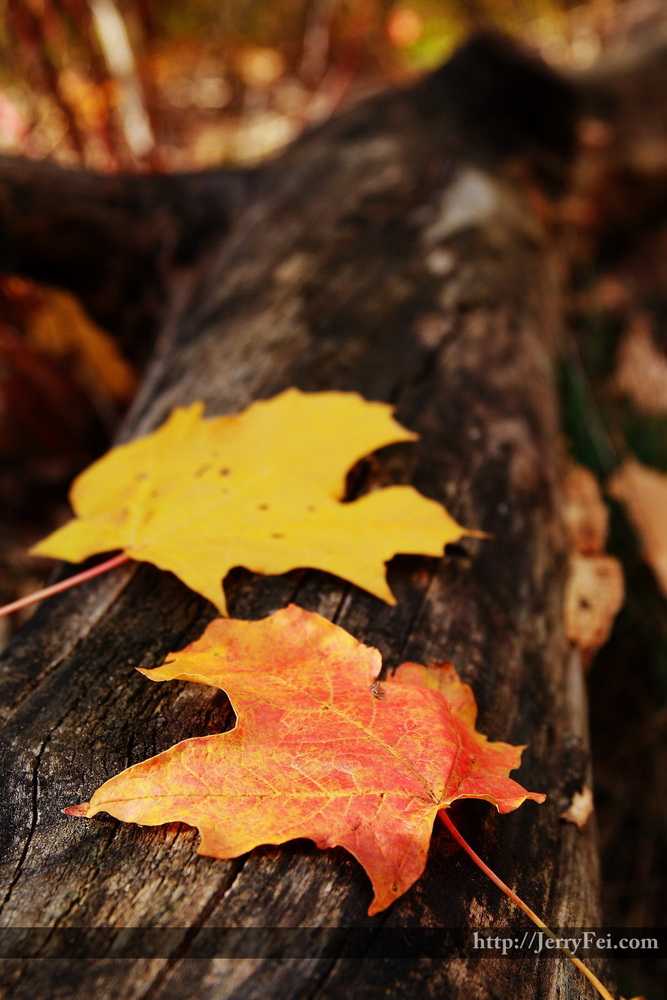 Colors of Autumn