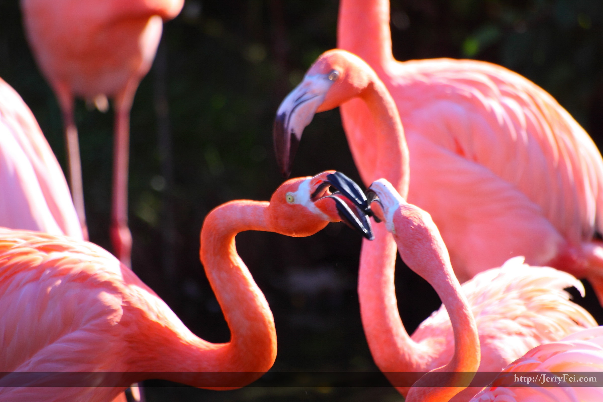 Flamingoes